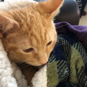 Meet your Posher, Mackenzie